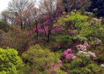 延庆松山森林旅游区